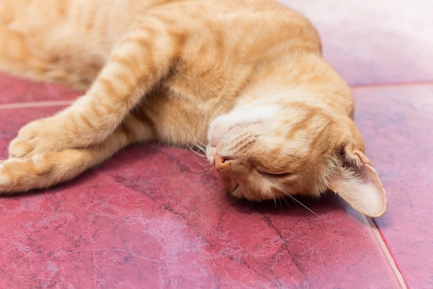 Gatto giallo durante il tempo di relax