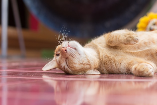 Gatto giallo durante il tempo di relax