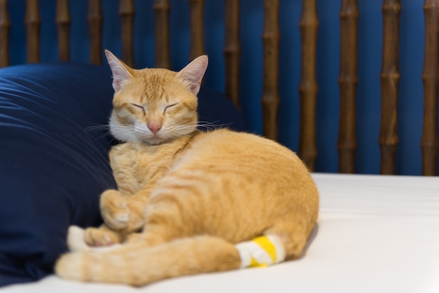 Gatto giallo malato con la fasciatura sul sonno della coda in camera da letto