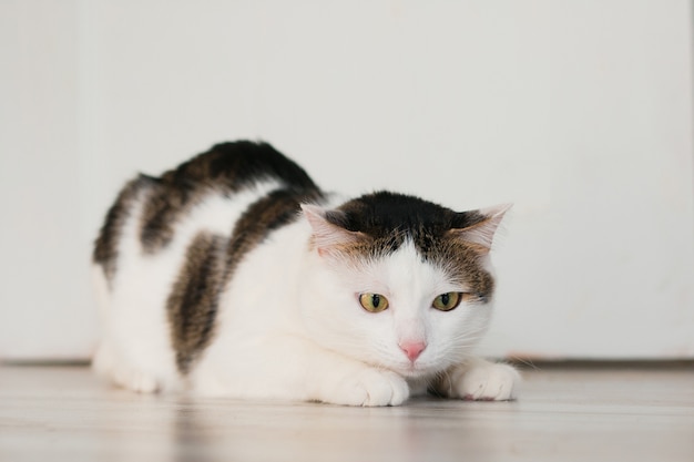 Gatto giocoso a strisce bianche Gatto che gioca sul pavimento