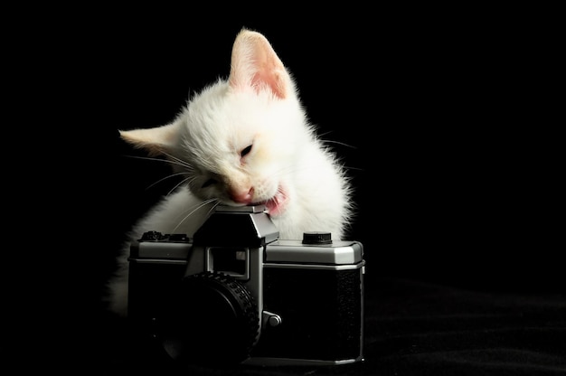 Gatto giovane bianco del bambino