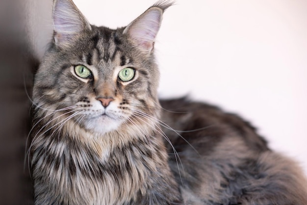 Gatto grande a strisce grigie con occhi verdi Razza Maine Coon Closeup ritratto di un gatto