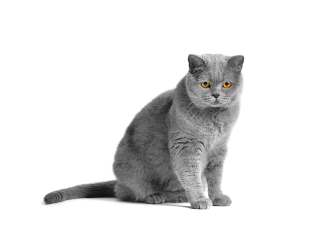 Gatto grasso British shorthair seduto davanti a uno sfondo bianco