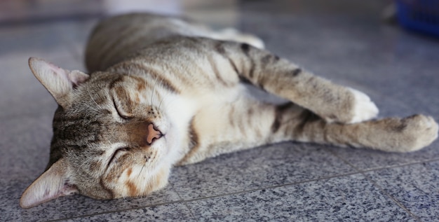 Gatto grasso che dorme sul pavimento