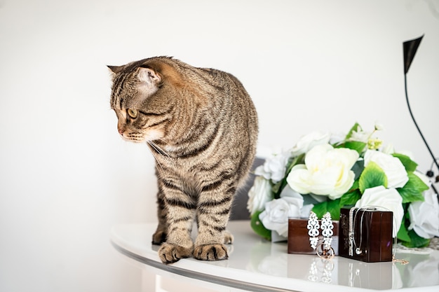 Gatto grasso che gioca con fedi nuziali e accessori sul tavolo