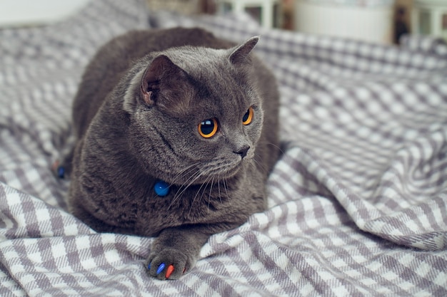 Gatto grasso grigio con gli occhi gialli su sfondo grigio a scacchi