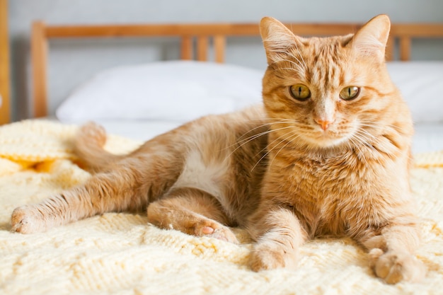 Gatto grasso impudente rosso su un plaid giallo tricottato su un letto bianco.