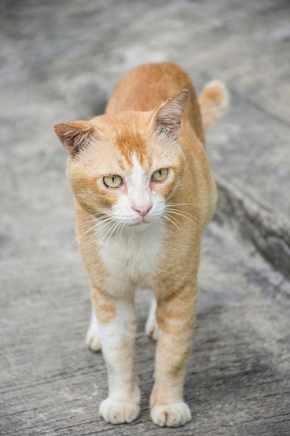 Gatto grasso in piedi sul pavimento di cemento guardando a destra.