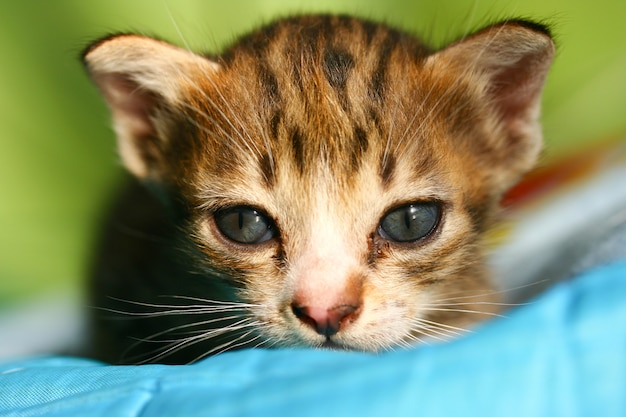 Gatto grazioso e gattino carino