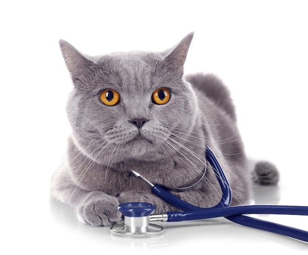 Gatto grigio a pelo corto con stetoscopio isolato su sfondo bianco