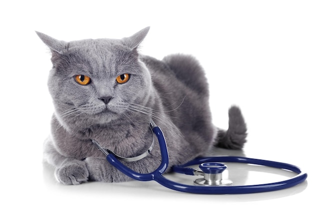 Gatto grigio a pelo corto con stetoscopio isolato su sfondo bianco