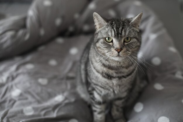 gatto grigio a strisce sulla coperta grigia a letto a casa al mattino