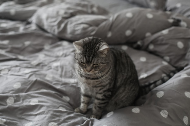 Gatto grigio a strisce sulla coperta grigia a letto