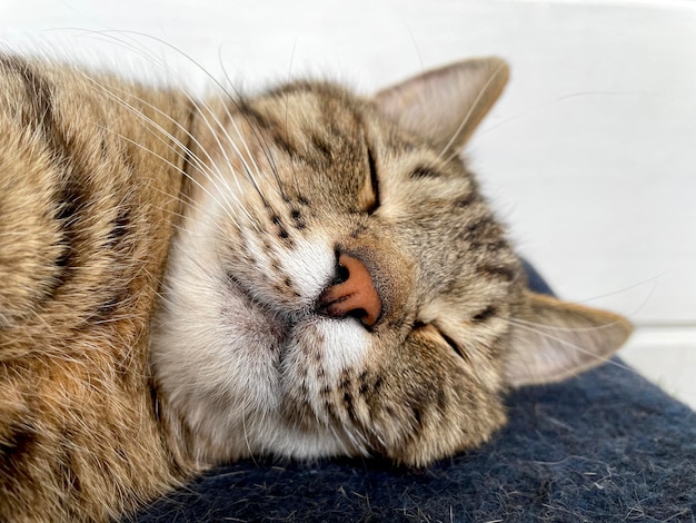 Gatto grigio addormentato su una coperta di lana blu