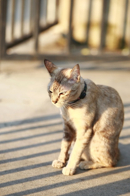 Gatto grigio adorabile che si siede all'aperto