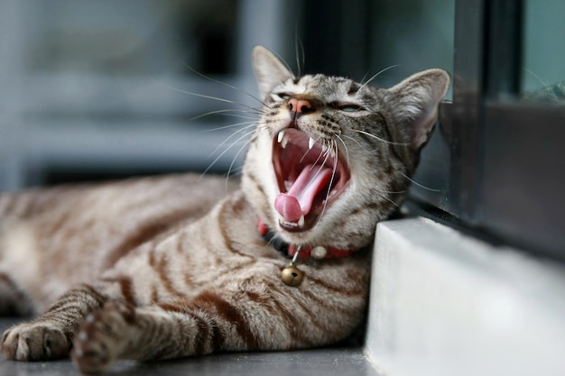 Gatto grigio adorabile che si siede all'aperto