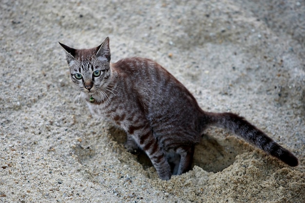 Gatto grigio adorabile che si siede all'aperto