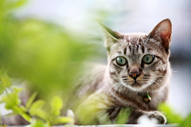 Gatto grigio adorabile che si siede all'aperto