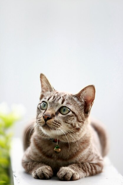 Gatto grigio adorabile che si siede all'aperto