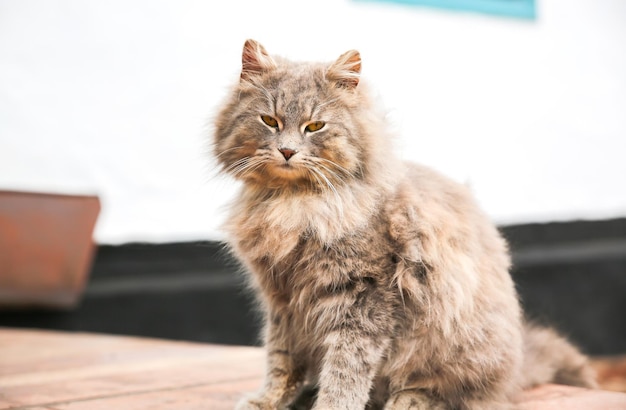 Gatto grigio all'aperto. Animale domestico lanuginoso domestico con un collare. Animale nel villaggio.