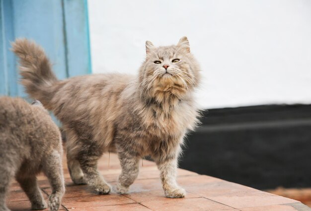 Gatto grigio all'aperto. Animale domestico lanuginoso domestico con un collare.