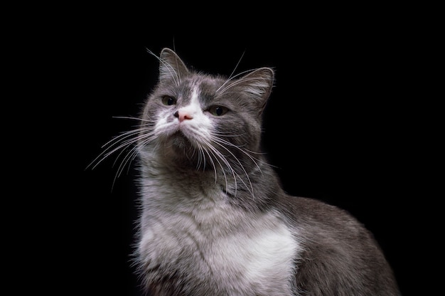 Gatto grigio-bianco su sfondo nero