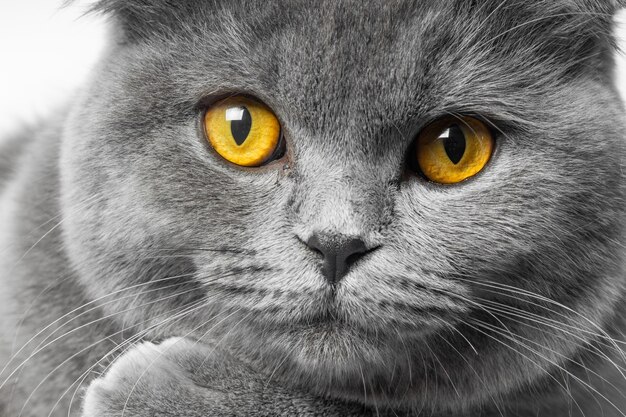 Gatto grigio britannico a pelo corto con bellissimi occhi su sfondo bianco