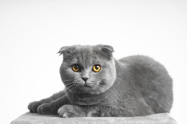 Gatto grigio britannico a pelo corto con bellissimi occhi su sfondo bianco