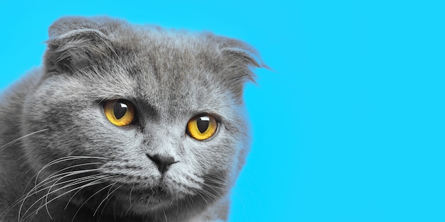 Gatto grigio britannico a pelo corto con bellissimi occhi su sfondo bianco