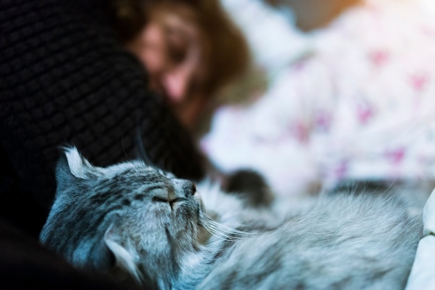 Gatto grigio che dorme con la donna a letto a casa. Concetto accogliente