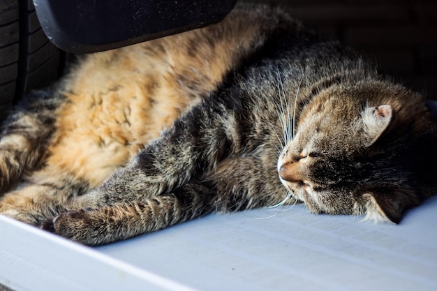 Gatto grigio che dorme sotto il volante di un'auto