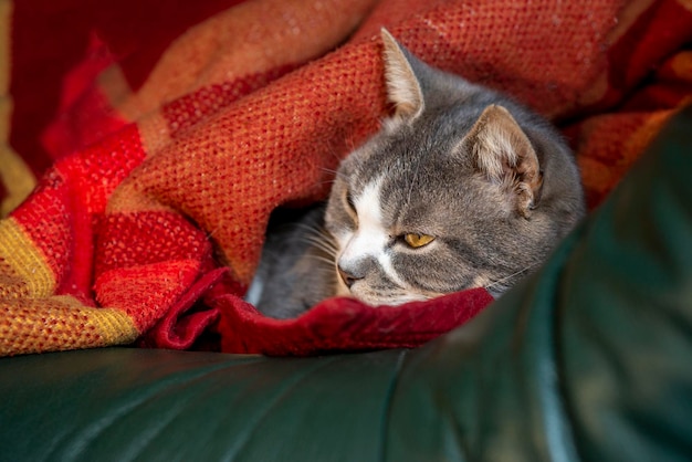 Gatto grigio che dorme sotto una coperta