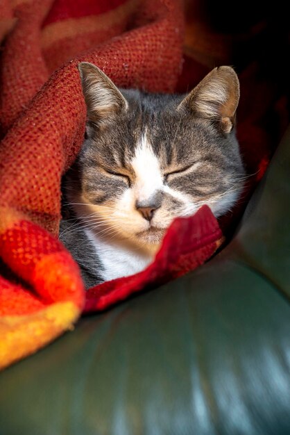 Gatto grigio che dorme sotto una coperta