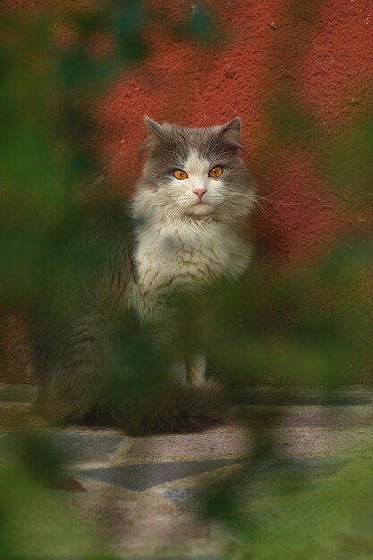 Gatto grigio che gioca in un giardino con una bella illuminazione al tramonto Simpatico gatto seduto in un soleggiato giardino estivo Piccolo gatto divertente seduto all'aperto