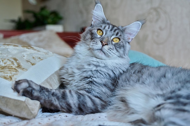 Gatto grigio che riposa sdraiato a casa sul letto adorabile soffice giovane animale domestico di razza argento Maine Coon Animali comfort domestico morbido relax cura concetto di animali domestici