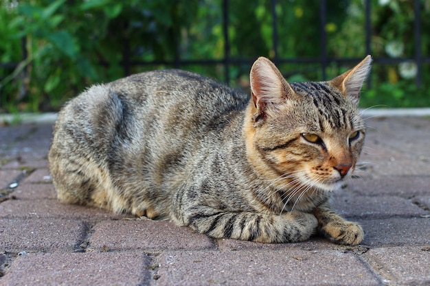 Gatto grigio che riposa sulla strada