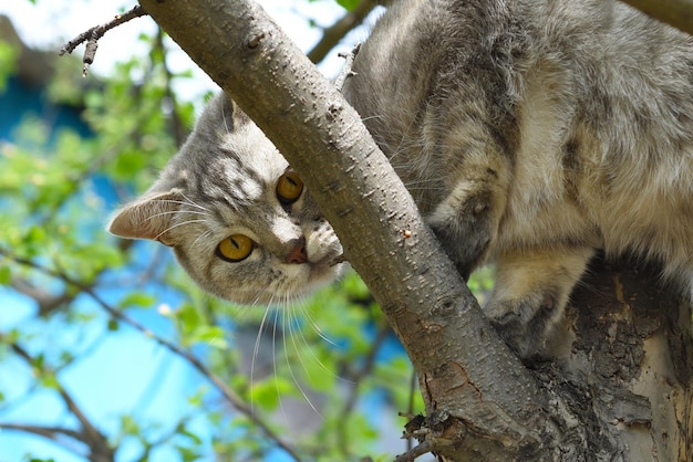 Gatto grigio che si arrampica su un albero e guarda la telecamera