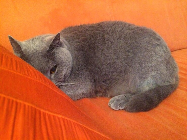 Foto gatto grigio che si rilassa sul divano arancione a casa