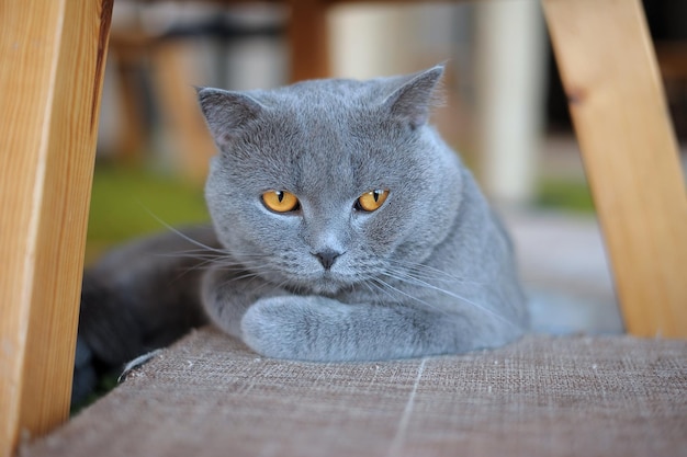 Gatto grigio che si rilassa sul materasso