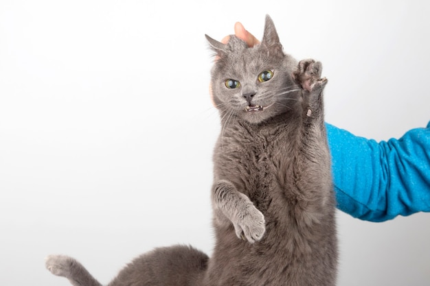 Gatto grigio colpevole che tiene la mano di un uomo per la collottola