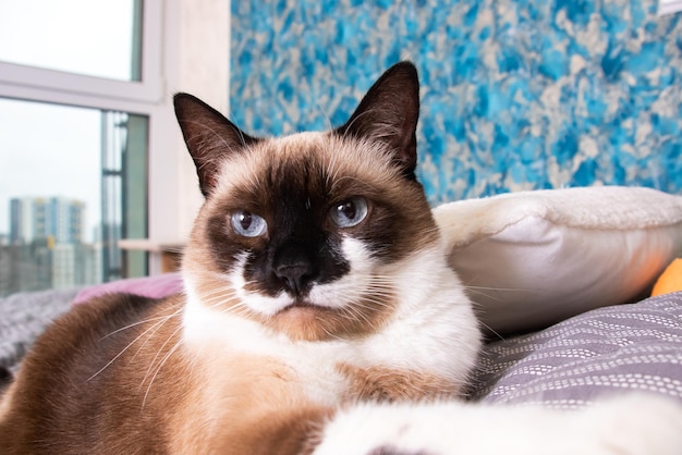 Gatto grigio con gli occhi azzurri sdraiato sul letto