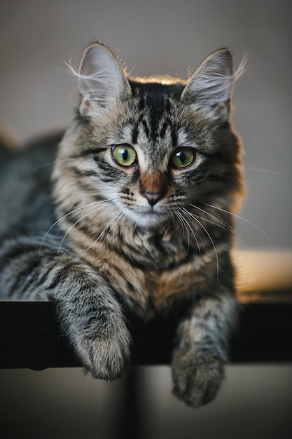 Gatto grigio con gli occhi verdi da vicino