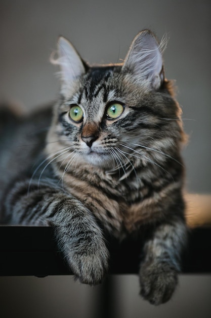 Gatto grigio con gli occhi verdi da vicino