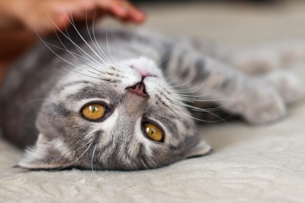 Gatto grigio con la mano di un bambino a casa sul divano Giornata mondiale degli animali domestici