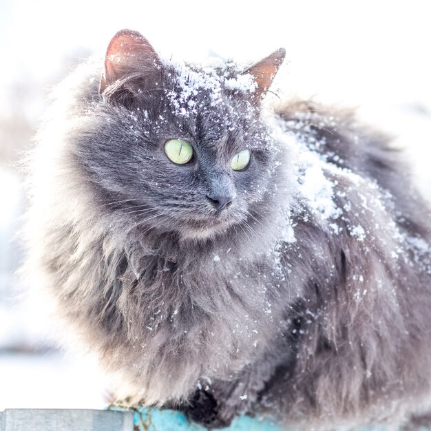 Gatto grigio con neve sulla lana in natura