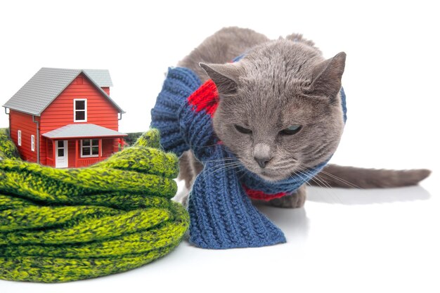 Gatto grigio con una sciarpa calda accanto a un modello di casa isolato con una sciarpa lavorata a maglia su sfondo bianco Il concetto di riscaldamento e comfort della vita domestica