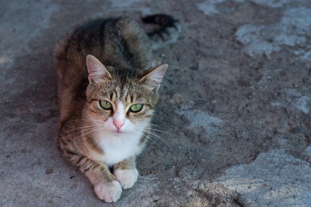 Gatto grigio della via che posa per la macchina fotografica