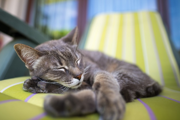 Gatto grigio domestico pigro che si trova da un lato e che fa un sonnellino contorto