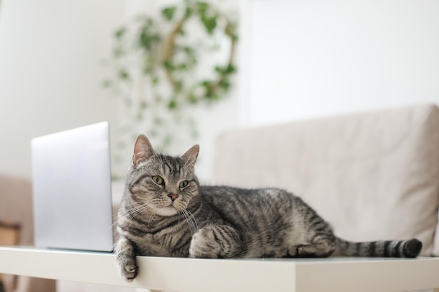 Gatto grigio dritto scozzese che lavora al computer a casa online