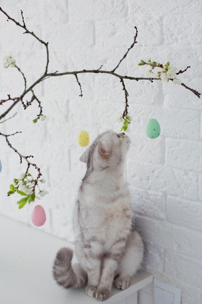 Gatto grigio e albero delle uova di Pasqua